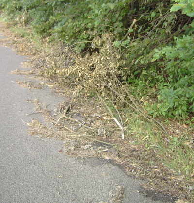 Bild der abgemulchten &Auml;ste